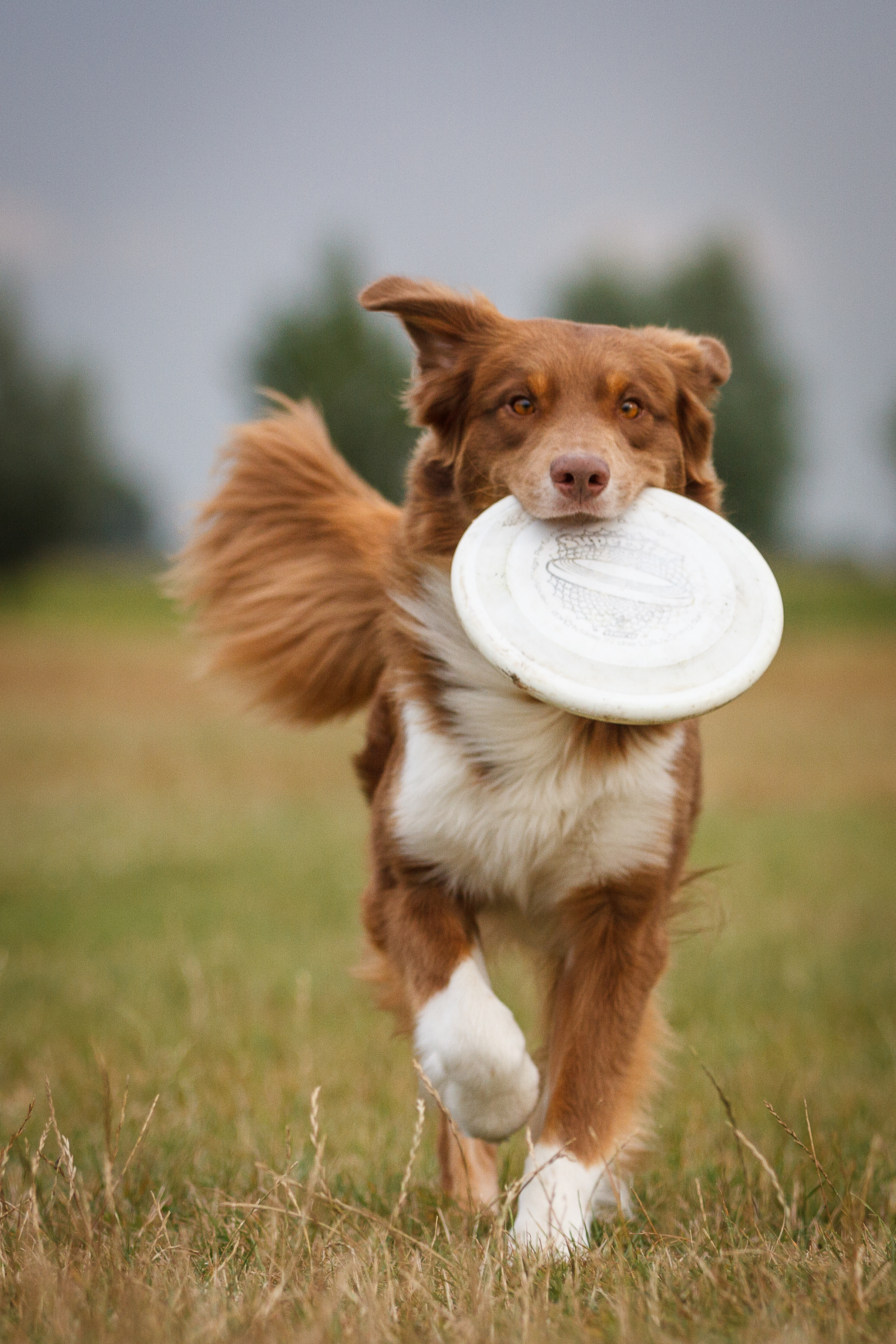 dogfrisbee