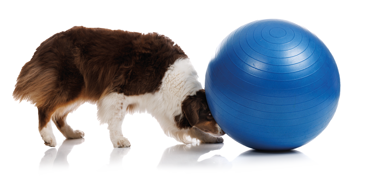 hond-grote-blauwe-bal_grijsbg