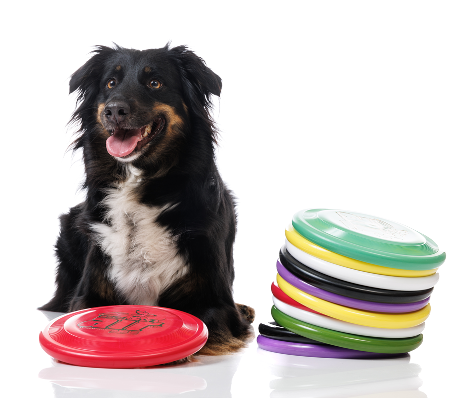 dogfrisbee